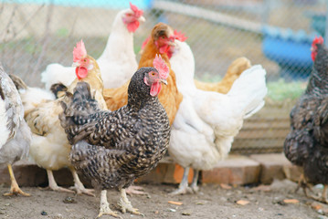 Hen living in the village