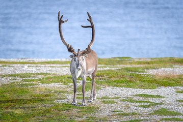 Reindeer with Antlers Looking Directly into Camera on Arctic Coastline, Barents Sea Background, Finnmark, Norway © Inger