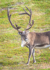 Naklejka na ściany i meble Close up of reindeer in summer in arctic Norway