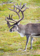 Close up of reindeer in summer in arctic Norway