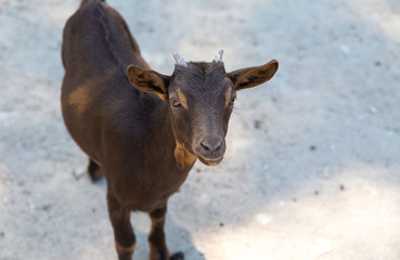 young brown little goat with small horns is waiting for a treat