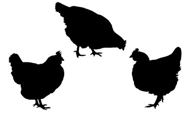 Set realistic black silhouettes standing and pecking hens isolated on white background - vector