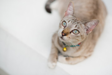 Portrait of a tabby cat of cream color that sits having a golden bell on her neck. White...