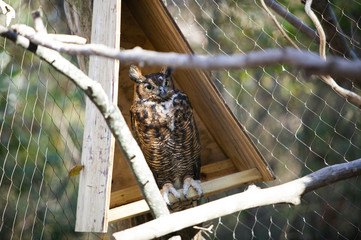 pondering owl