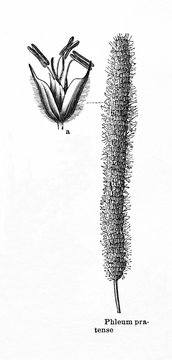 Timothy-grass (Phleum pratense) (from Meyers Lexikon, 1895, 7/876/877)