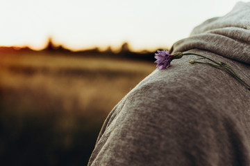 cornflower on hipster shoulder in summer sunset field. vacation in countryside. farmers and farmland. love to land. beautiful sunset rays at summer barley wheat meadow.