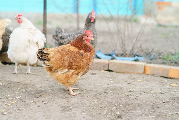 Hen living in the village