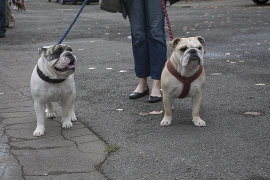 Dame mit zwei Bulldoggen