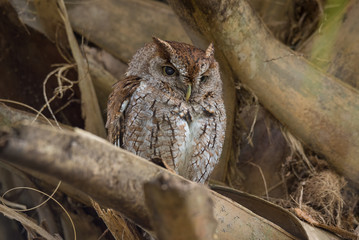 Eastern Screech-Owl