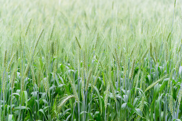 close up of barley field