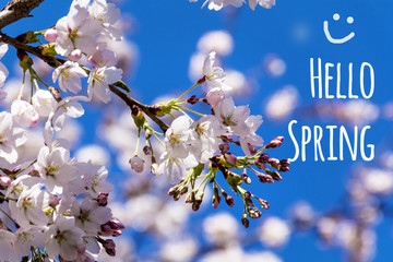 hello spring  message with a beautiful cherry blossoms  background. © boryanam