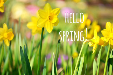 hello spring  message with a beautiful  flowers  background. © boryanam