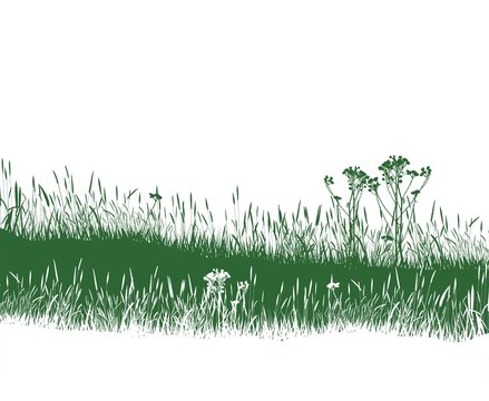 Grass  meadow