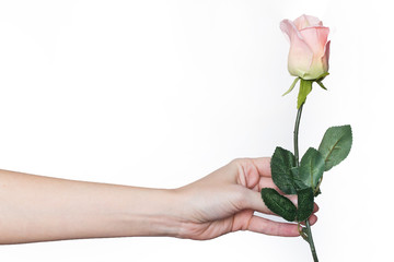 flower in hand, Rose, for her background