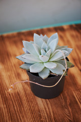 Succulent cactus on background of brown wooden fotofone. Close