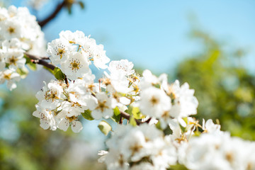 Beautiful cherry blossoms with blue sky. Spring.