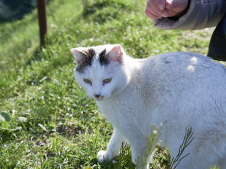 detail of white cat