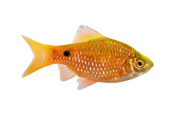 Rosy Barb Male Pethia conchonius freshwater tropical aquarium fish 