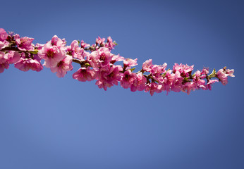 Blossoming peach tree in spring