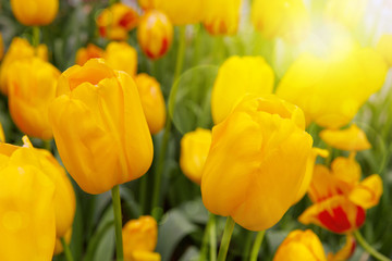 Obraz premium Yellow tulips and sunshine.