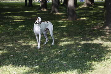 schöner Windhund im Park