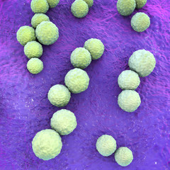 Obraz na płótnie Canvas Streptococcus mutans bacteria, gram-positive cocci which cause dental caries, 3D illustration