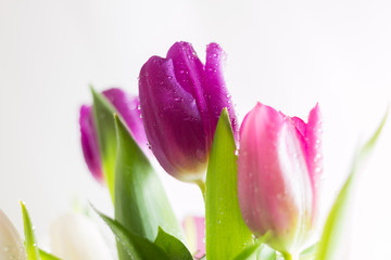 Tulpen pink