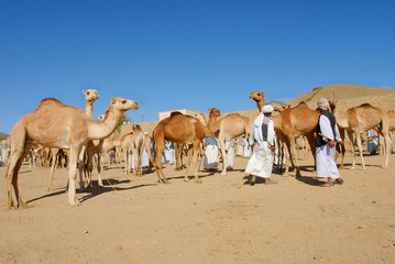 Keren Camel Market in Eritrea© robnaw