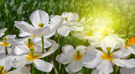 Fototapeta na wymiar White tulips and sunshine.