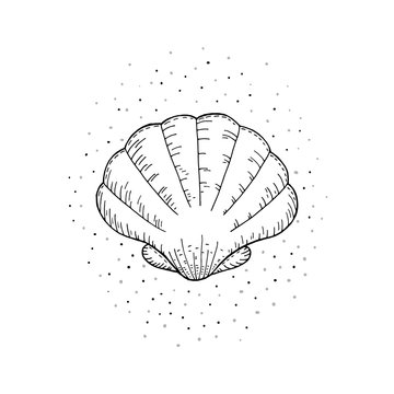 Hand drawn vector illustrations of seashells.