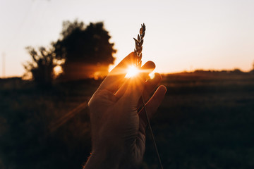 sunlight through hand with ear wheat in sunset rays in summer evening field. farmers and farmland....