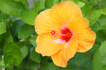Yellow Hibiscus with green leaf