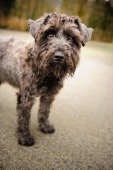 Miniature Schnauzer standing on cement sidewalk