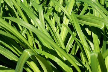 Obraz premium Zielone długie liście