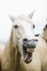 Funny Horse Laughing