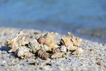 Obraz na płótnie Canvas Landscape with shells on tropical beach