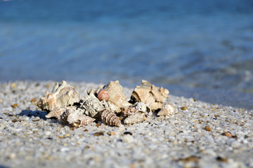 Landscape with shells on tropical beach
