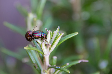 Spring with two rosemary metallic coloured beetles mating on a sprig of rosemary