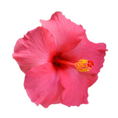 Pink Hibiscus on white background