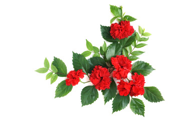 Red Hibiscus bunch on white background