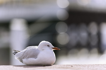 A seagull at a harbour