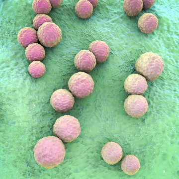 Streptococcus mutans bacteria, gram-positive cocci which cause tooth decay, dental caries, 3D illustration