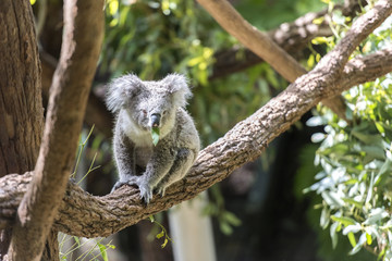 Koala was eating alone on a tree © ThengSin