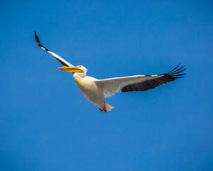 America White Pelican in flight soaring