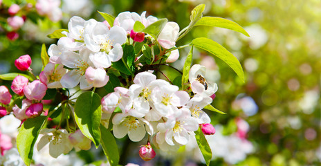 Naklejka premium White flowers of the apple tree.