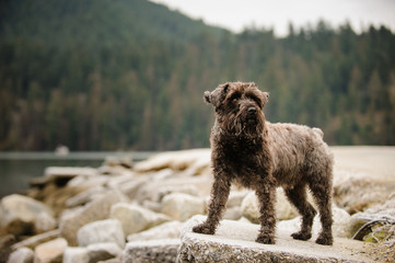 Miniature Schnauzer dog standing on rock by water shroe