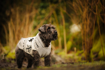 Fototapeta premium Miniature Schnauzer dog wearing sweater in nature