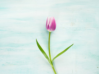Fototapeta na wymiar Spring easter purple tulip floral minimal pastel color background with copy space. Flat lay valentine woman mother day greeting card