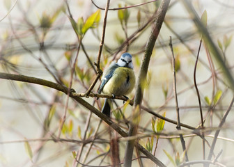 Fototapeta premium Blaumeise im Baum
