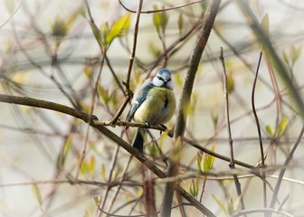 Blaumeise im Baum